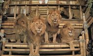 Roar (1981) - Distributor: Metro-Goldwyn-Mayer (MGM)